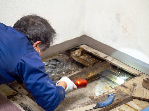 Best Mold Cleaning Services  in Dayton, NV