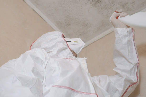 Best Mold Damage Repair  in Dayton, NV